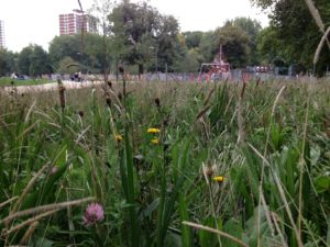 Late September look - our Wildflower Turf at Shepherds Bush Common