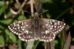 Grizzled Skipper Butterfly