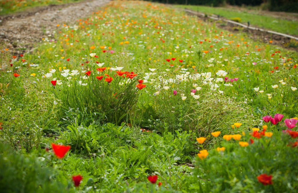 Meadowscape Pro™ Bespoke Wildflower Turf