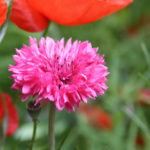 Red Scabious