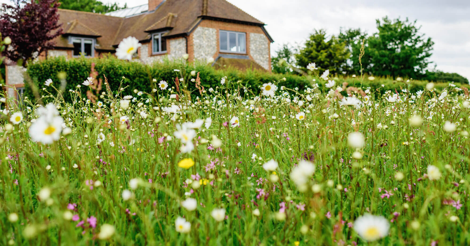 Landscape 34 Wildflower Turf