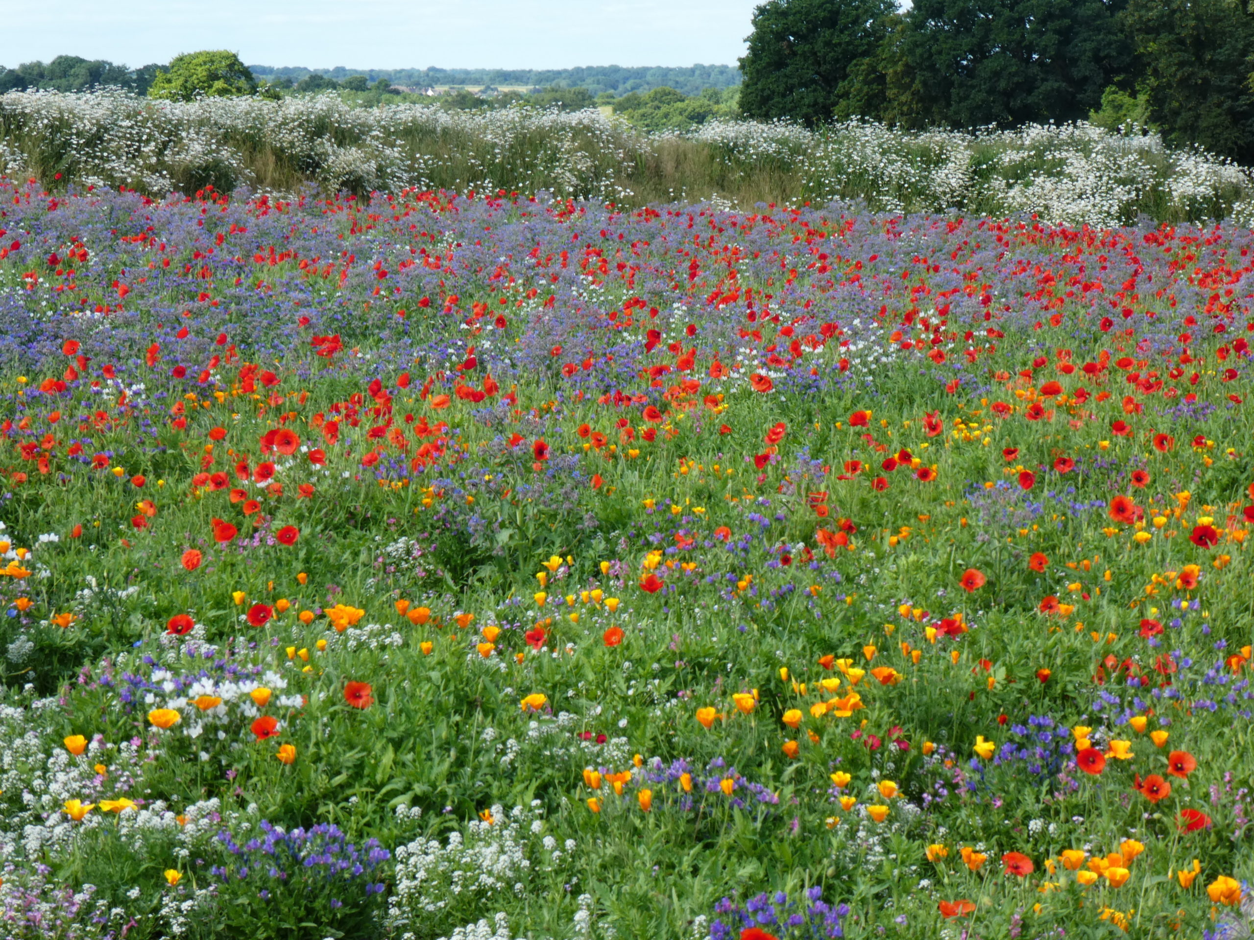 Bespoke Turf Wildflower Turf