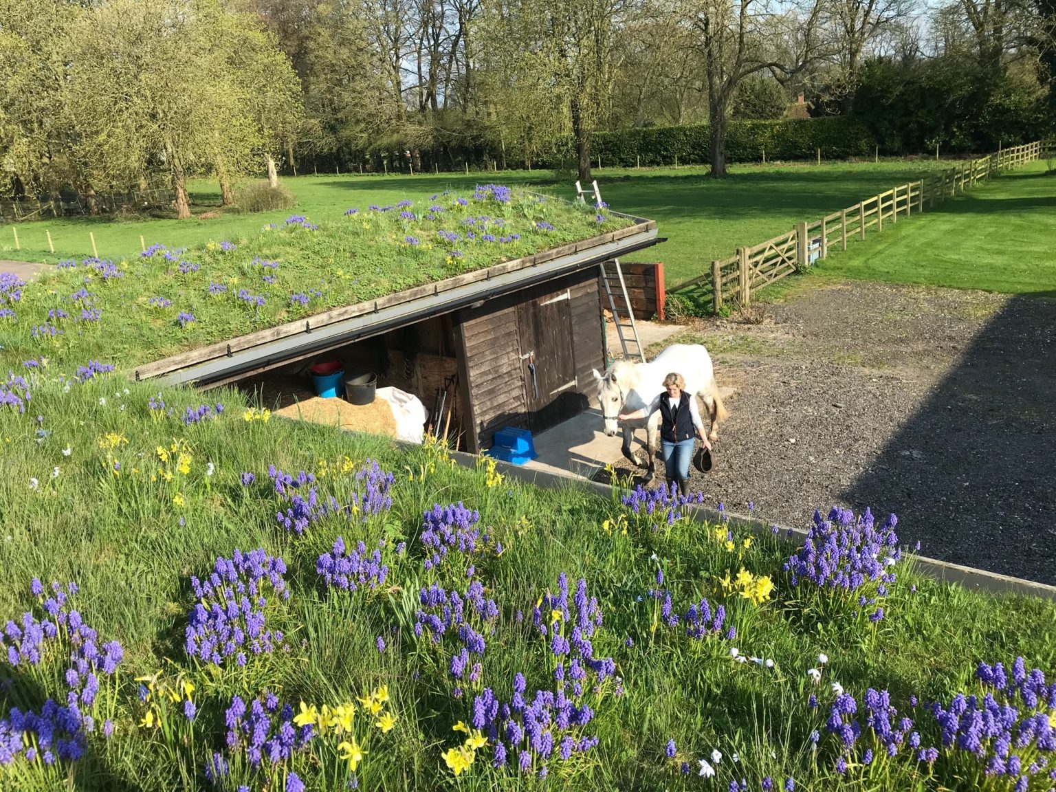 Green Roof Turf Wildflower Turf