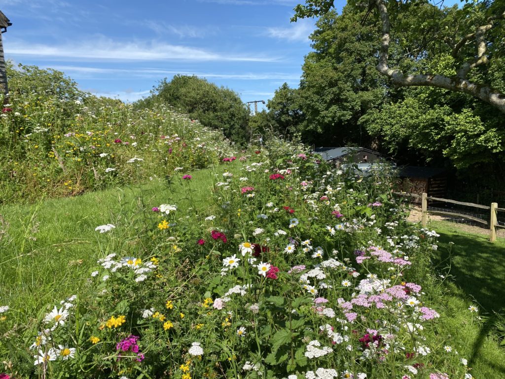 Native Enriched - Wildflower Turf