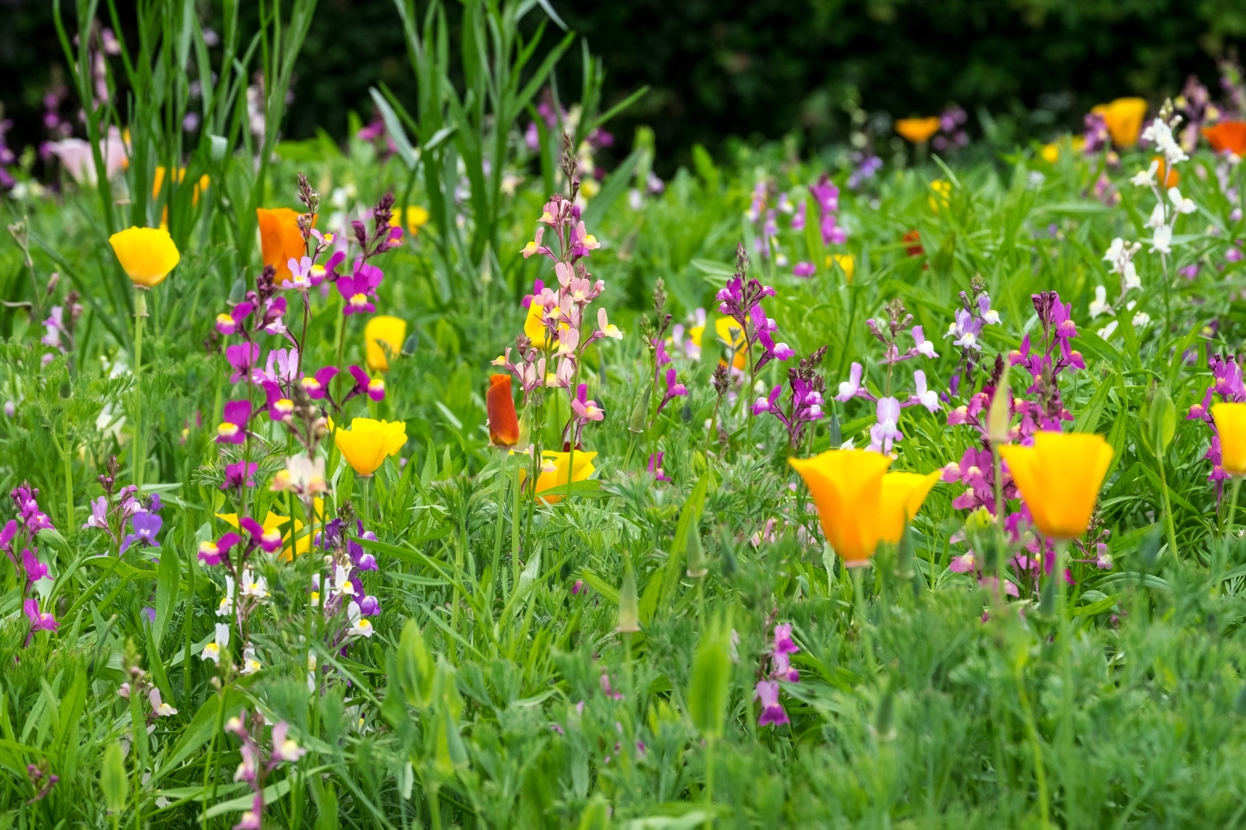 Find An Installer - Wildflower Turf