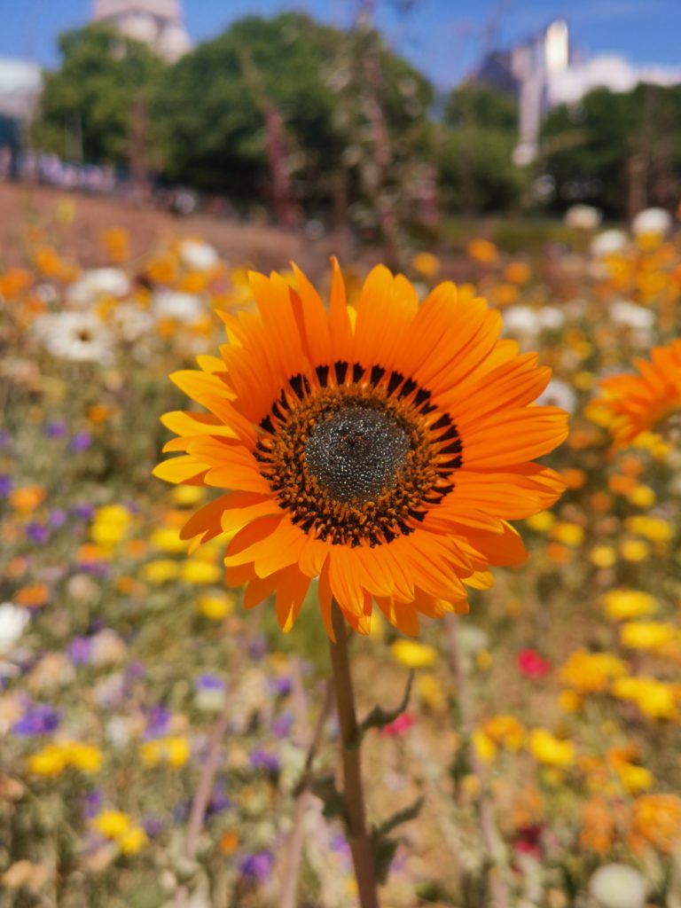 Green Infrastructure Partnership Wildflower Turf