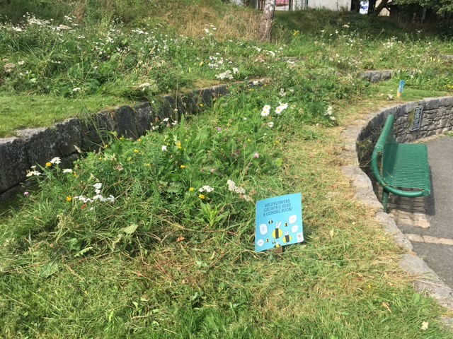 Kendal Town Council - Wildflower Turf