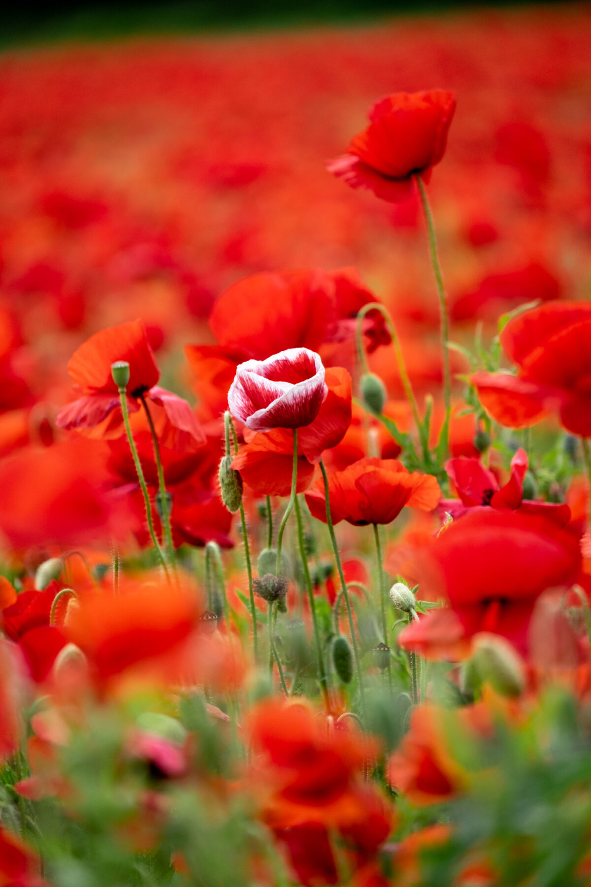 MeadowSow™ Max Flora Wildflower Turf