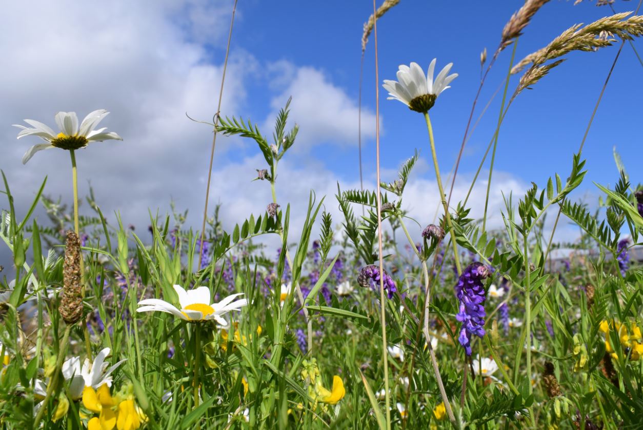 MeadowSow™ Classic Meadow - Wildflower Turf