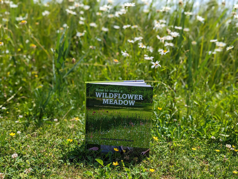 how to make a wildflower meadow