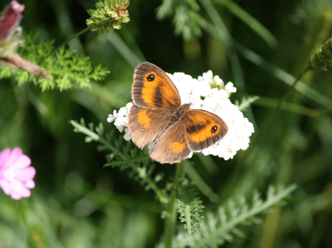 How can wildflowers help reverse the ecological crisis Wildflower Turf