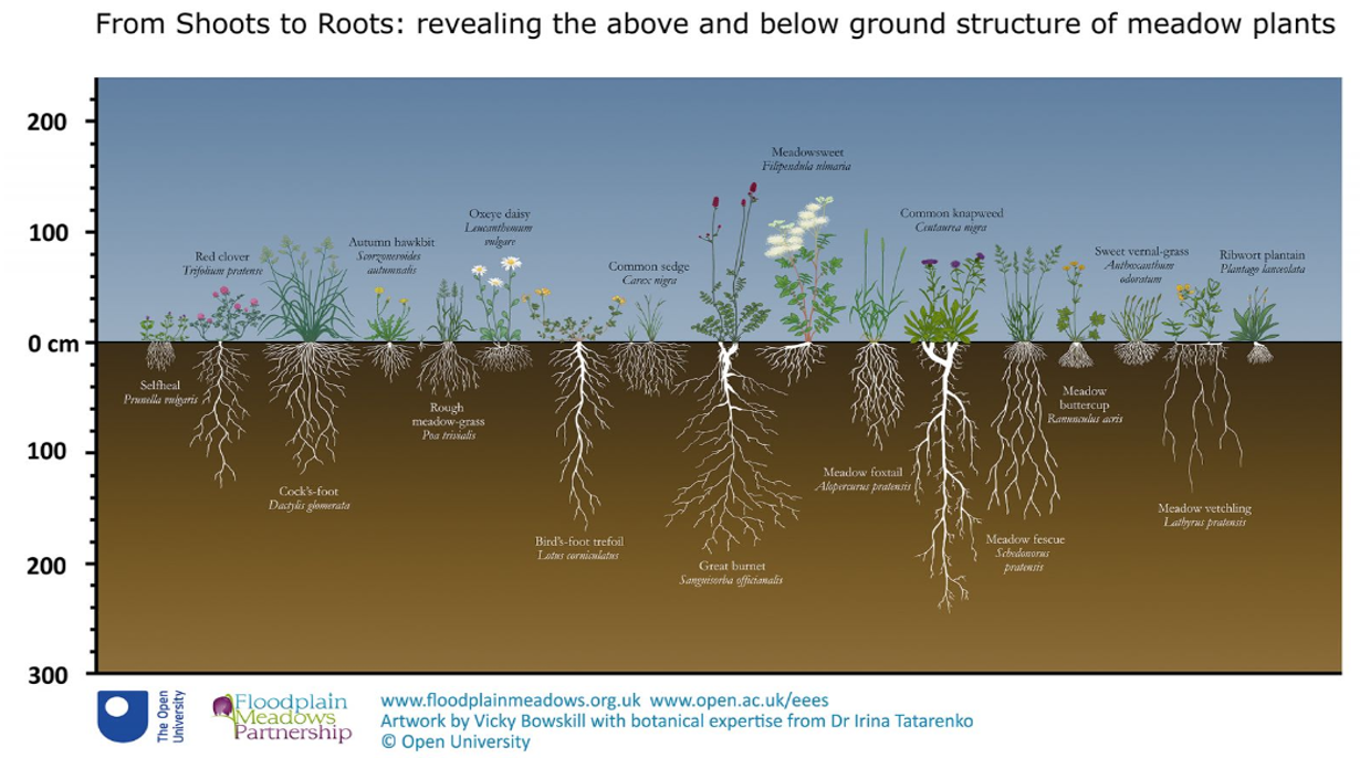 wildflower roots diagram