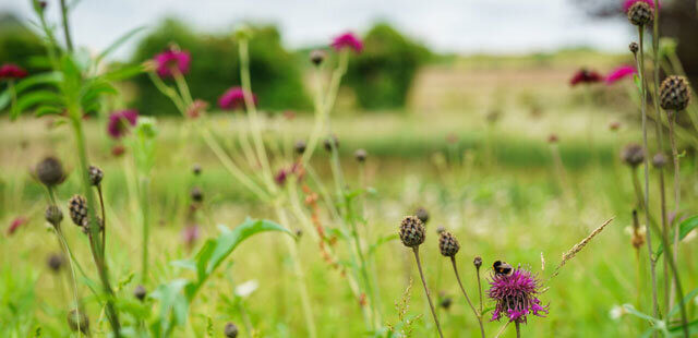 wildflower turf faqs